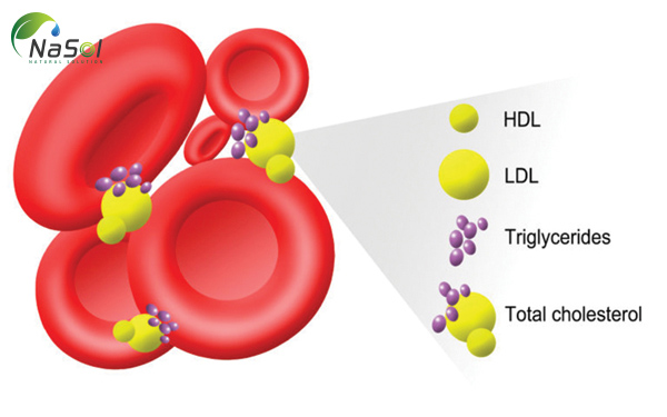 HDL và LDL cholesterol là gì