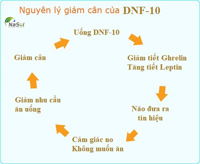 DNF- 10 giảm cân không có hiệu ứng yo yo