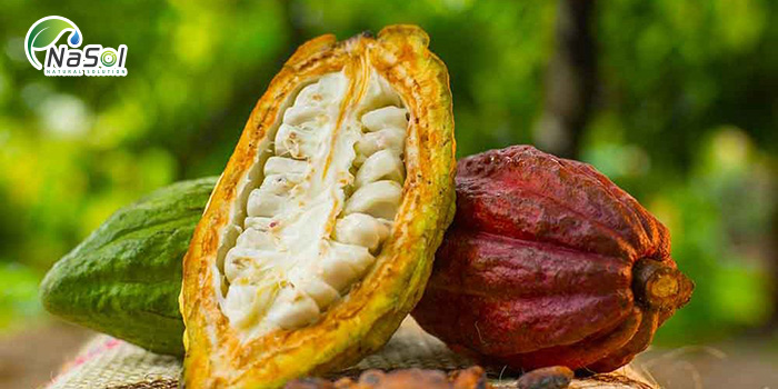 Tác dụng của cacao với sức khỏe