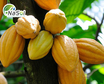 Nguyên liệu Cacao trong việc chống Oxy hoá