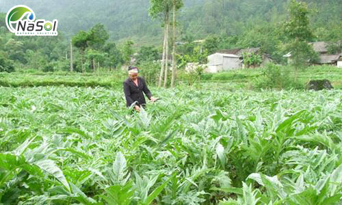 Tiến sỹ Đậu Xuân Cảnh, Giám đốc Học viện Y dược học cổ truyền Việt Nam cho rằng, Việt Nam thuộc vùng khí hậu có nhiều tiềm năng để phát triển dược liệu, có rất nhiều giống dược liệu tốt mang tính đặc thù