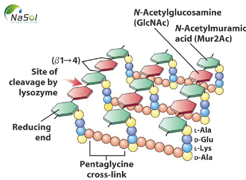 cấu trúc phân tử của Immunecanmix