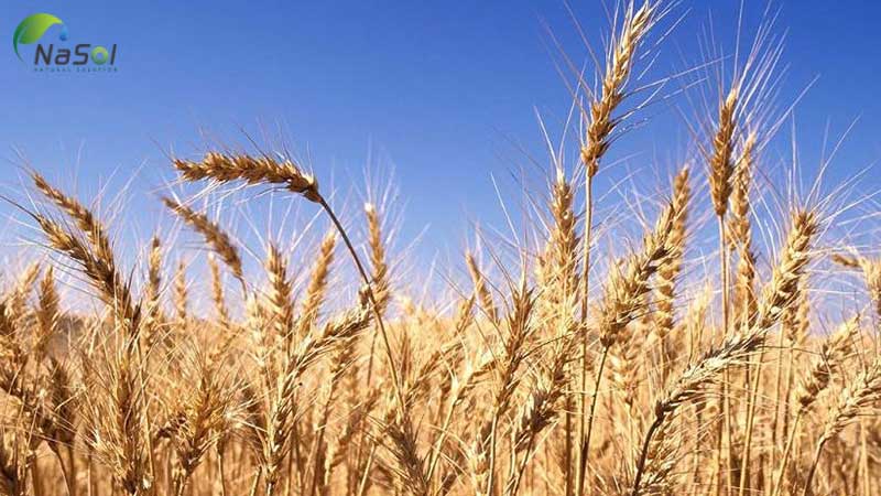 Chiết xuất mầm lúa mì lên men giúp giảm viêm khớp