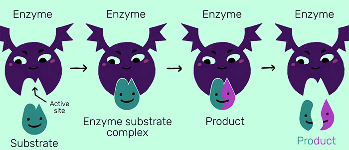 Hoạt động enzyme tiêu hóa
