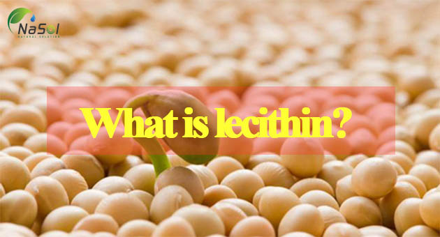 lecithin là gì