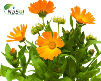 7 lợi ích của dầu Calendula cho làn da