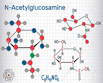 3 Lợi ích của N-Acetylglucosamine