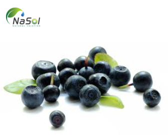Nguyên liệu bilberry và những lợi ích cho sức khỏe