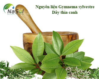 Lợi ích sức khỏe của nguyên liệu Gymnema sylvestre (dây thìa canh)