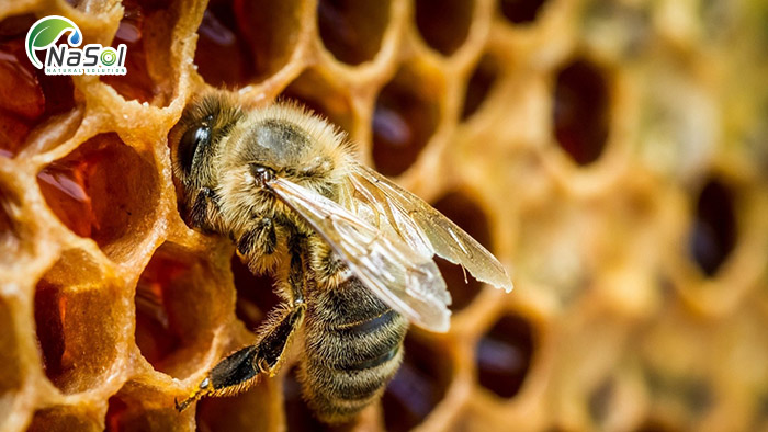 Vì sao nên sử dụng keo ong tan trong nước