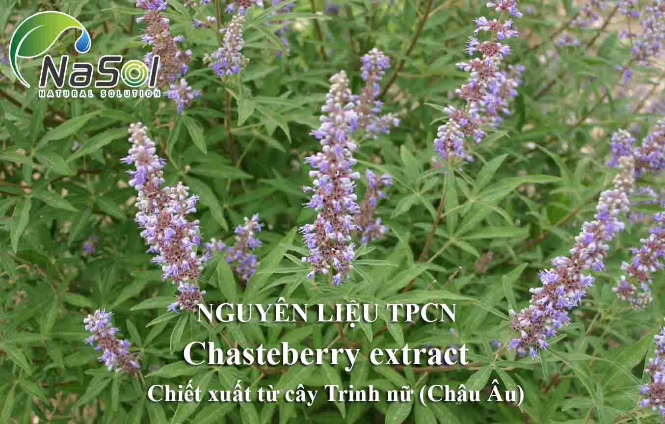 Chasteberry là quả của cây trinh nữ