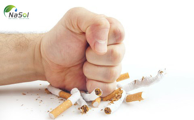 Giải độc nicotin mạn tính – hỗ trợ cai nghiện thuốc lá của chiết xuất tỏi