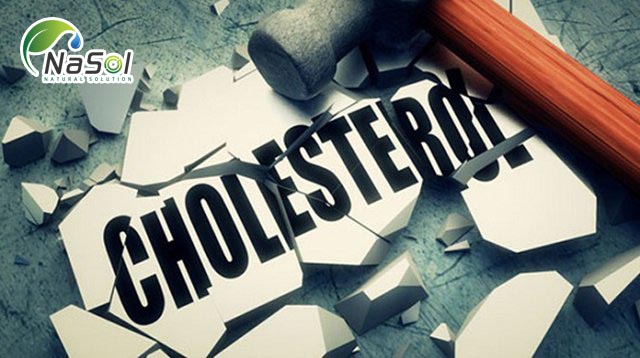 Gamma Oryzanol giúp giảm cholesterol trong máu