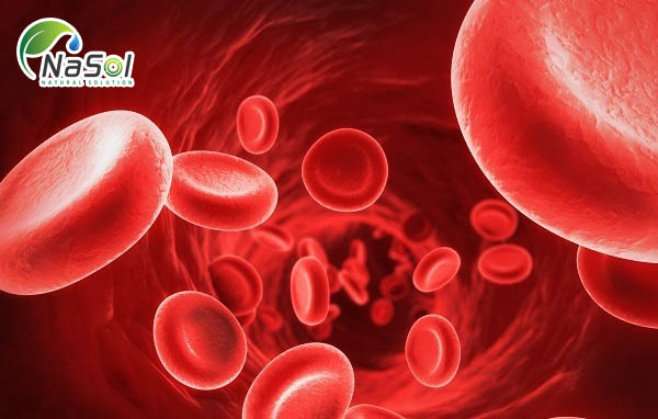 Nattokinase cải thiện lưu lượng máu