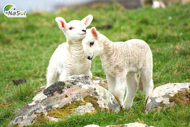 Tác dụng và những lưu ý khi sử dụng Nhau thai cừu