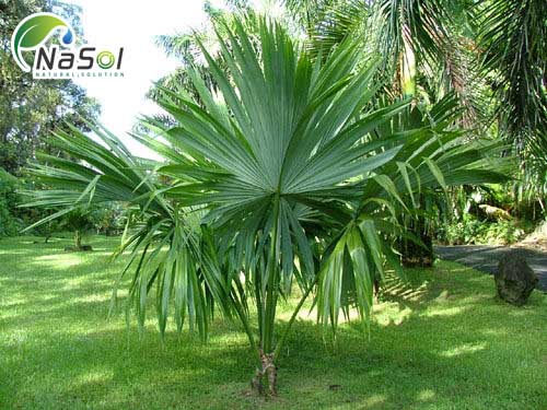 Saw Palmetto, có tên thực vật là Serenoa Repens , là một cây cọ lùn nhỏ, phát triển thấp, có nguồn gốc từ Đông Nam Bắc Mỹ