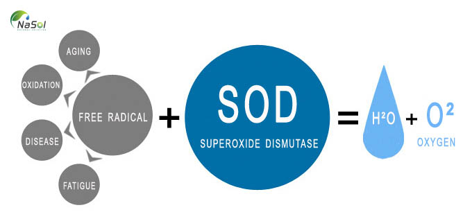 SOD (SuperOxide Dismutase) là một loại enzyme đặc biệt ổn định để chuyển hóa các gốc superoxide phá hoại thành một dạng ít nguy hiểm hơn