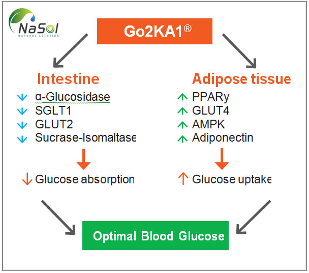 Cơ chế kiểm soát đường máu của Go2KA1®