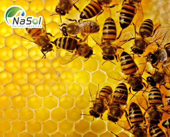 Tác dụng của keo ong với sức khỏe con người