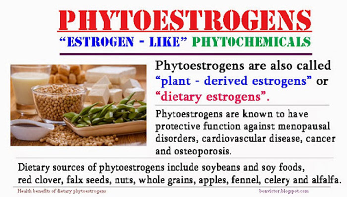 Tac-dung-phytoestrogens