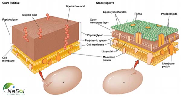 Vách tế bào bi khuẩn lành tính có cấu tạo bởi hàng tỷ các phân tử peptidoglycan có kích thước tiểu phân và hỗn hợp các acid amin thiết yếu cho cơ thể