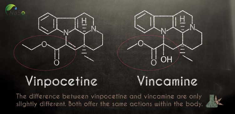 Vinpocetine là một alkaloid bán tổng hợp từ vincamine tự nhiên 