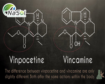 Vinpocetine - Những điều cần biết