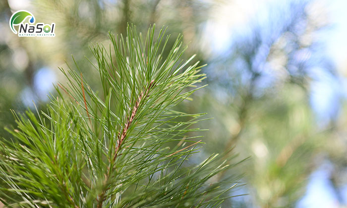 thông đỏ Pinus radiata