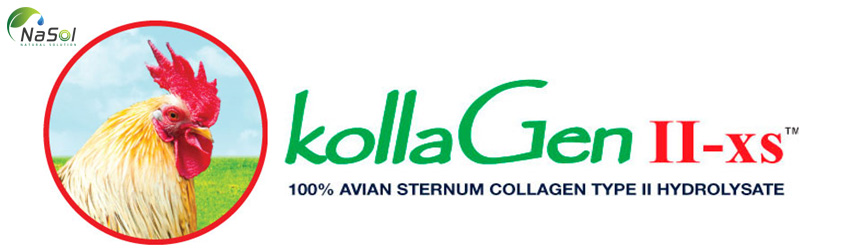 Collagen type II từ sụn ức gà