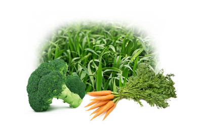 Antioxidant