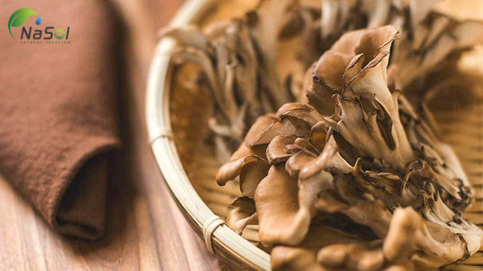 nấm maitake là gì