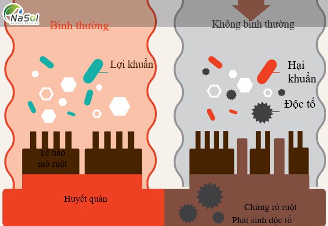 Tầm quan trọng của vi sinh vật bên trong đường ruột